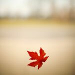 Fall! Fall!